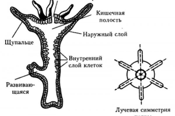 Что такое кракен в даркнете