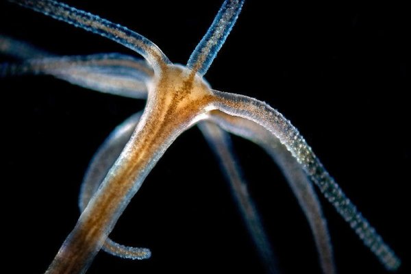 Кракен ссылка 2web